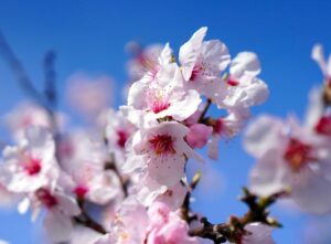 amandelbloesem, amandel, bloei