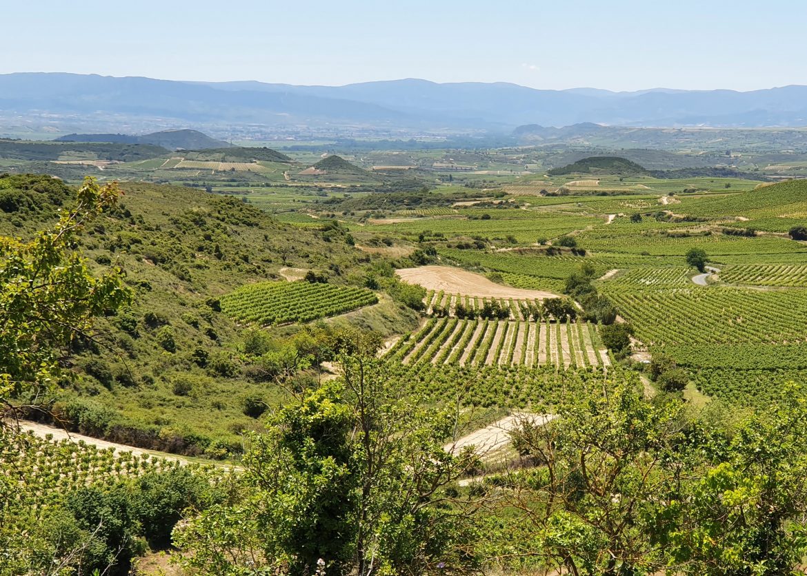 La Rioja gekozen tot beste Spaanse wijnstreek