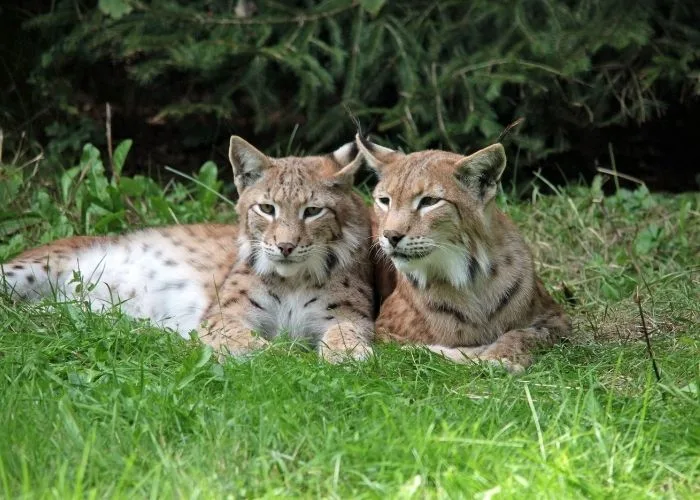 Lynx