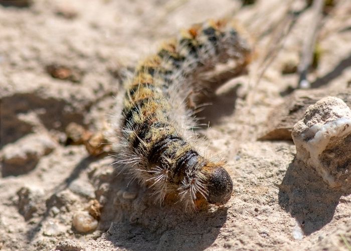 processierups close up