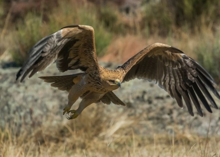 vogels kijken spanje