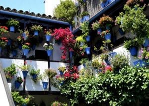 met bloemen versierde patio in Córdoba