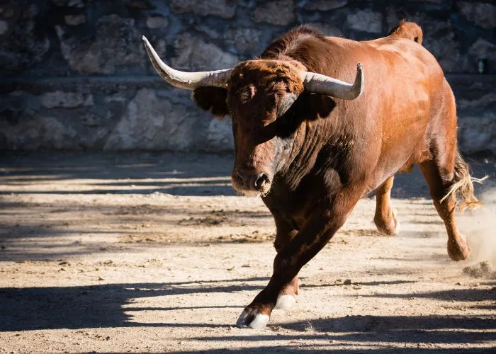 Stier dood man Ubrique Andalusië