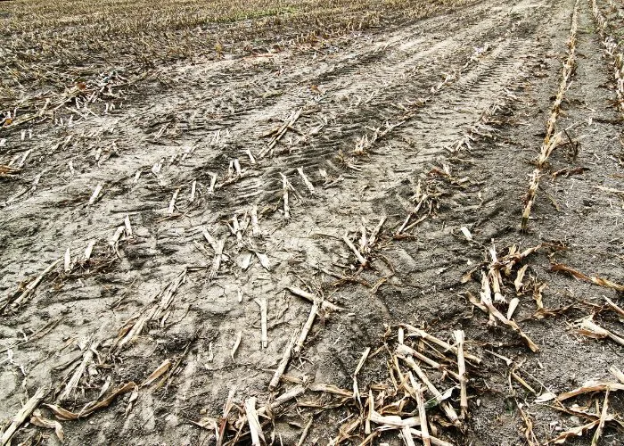 droogte