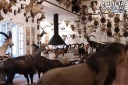 Politie Madrid ontdekt omvangrijke verzameling opgezette exotische dieren
