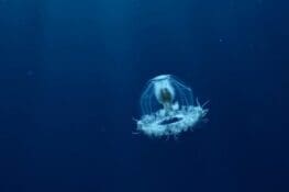 Spaanse onderzoekers ontrafelen geheim van 'onsterfelijke' kwal