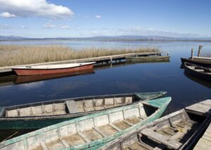 Ebro delta plaag blauwe krab
