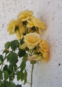 detail ter illustratie Alpujarras