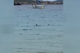 blauwe haai op menorca