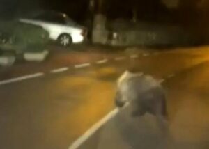 bruine beer op de weg