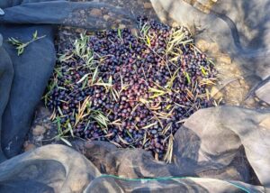 olijven en olijfpitten