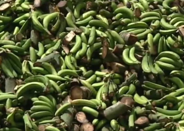 Container met bananen waarin grootste cocaïnevangst van Spanje werd ontdekt