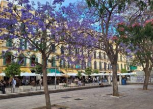 Jacaranda bomen schaduw Spanje