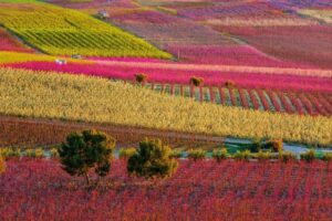 bloesemweelde, bomen in bloei
