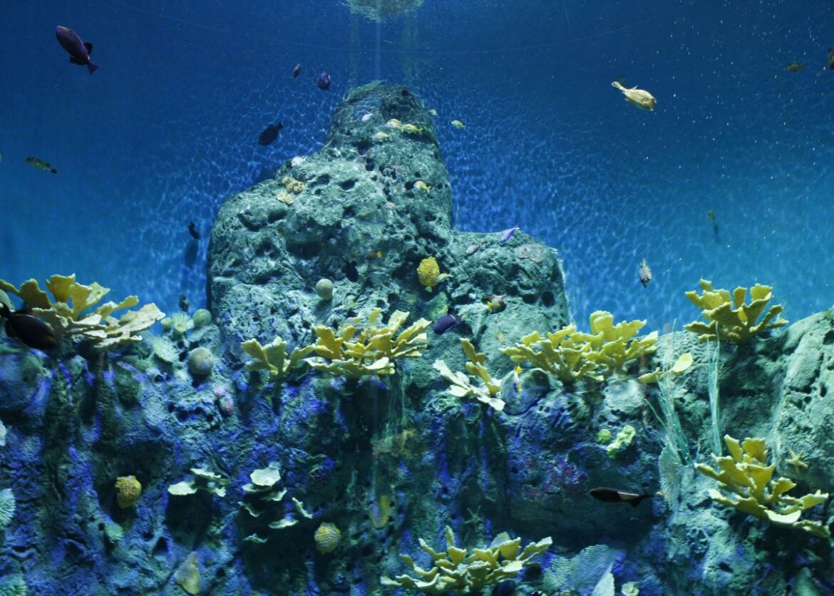 Zeeleven Port Olimpic Barcelona