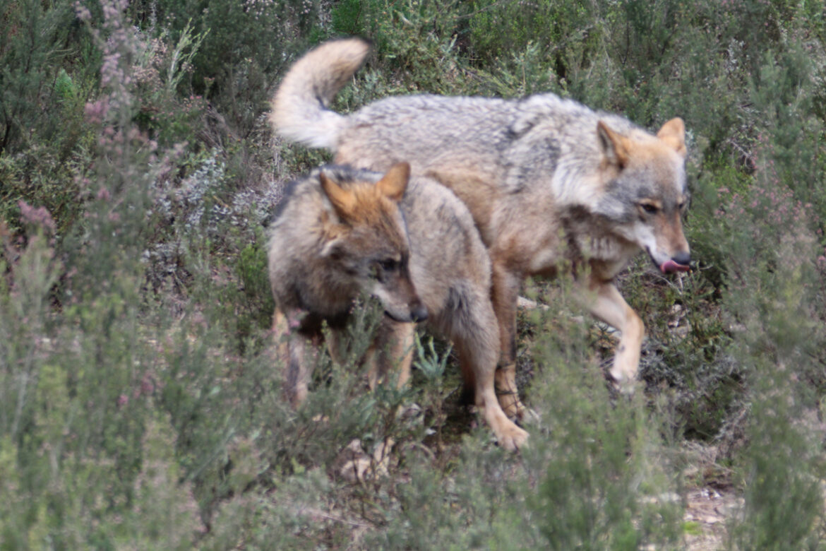 Wolf in Spanje floreert en niet met uitsterven bedreigd, aldus bioloog