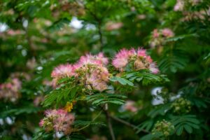 Albizia - Zijdeboom, bomen die schaduw geven in Spanje