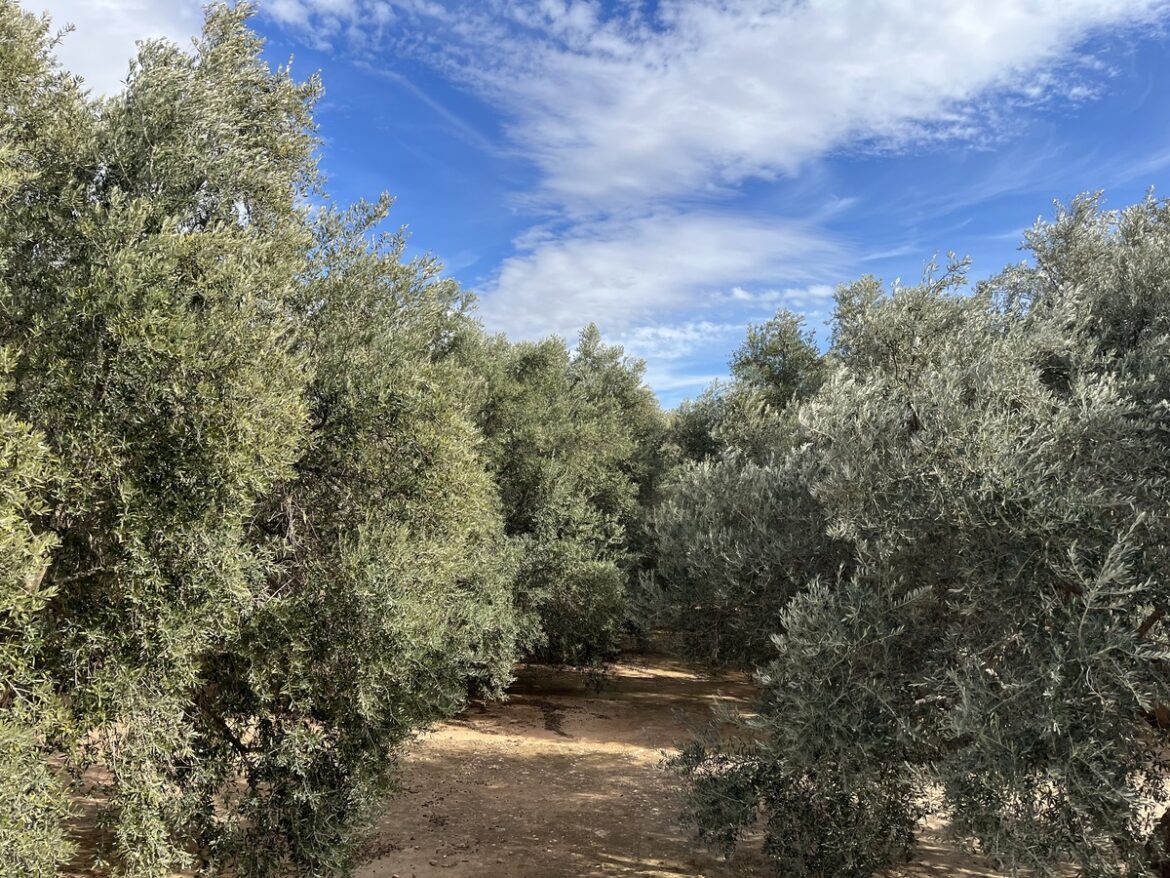 Olijfbomen bedreigd door zonneparken