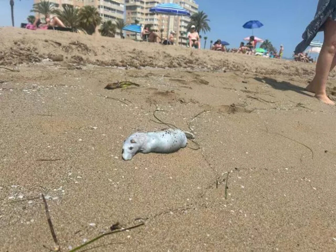 Dode ratten langs kust Alicante