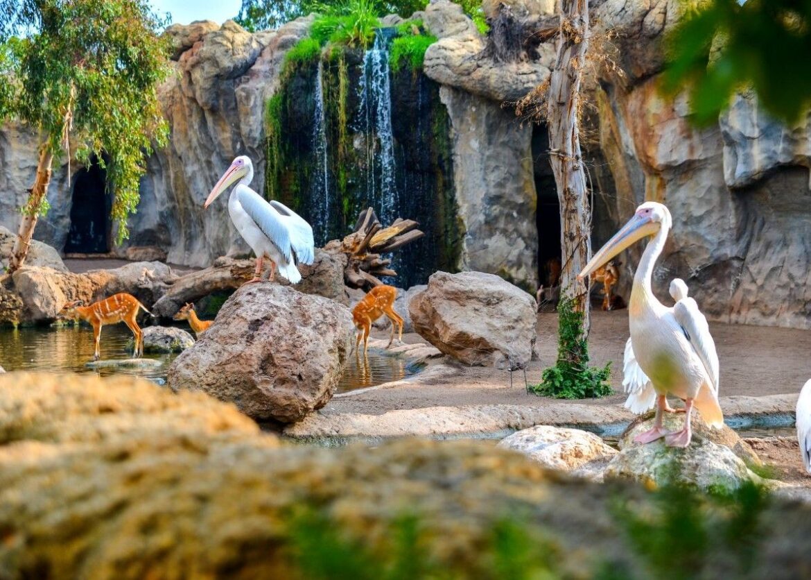 Bioparc Valencia breidt uit met themagebied over Zijderoute