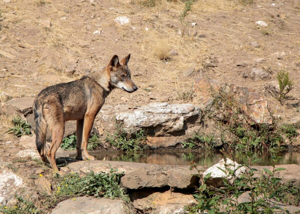 jacht op wolf Spanje wil herintroductie van wolf herintroduceren in natuurparken