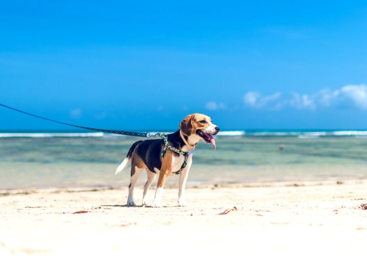 strand met hond Spanje, huisdieren op vakantie
