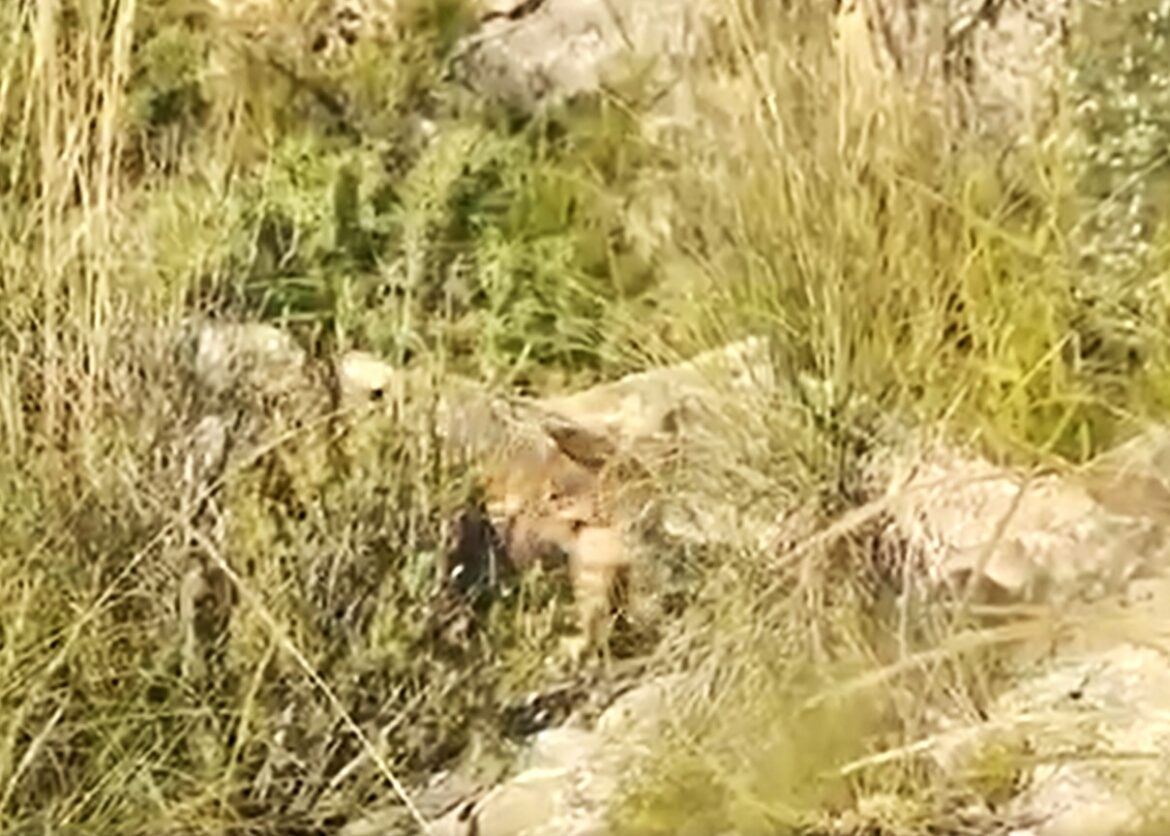 Iberische lynxwelpen geboren in regio Murcia, voor het eerst