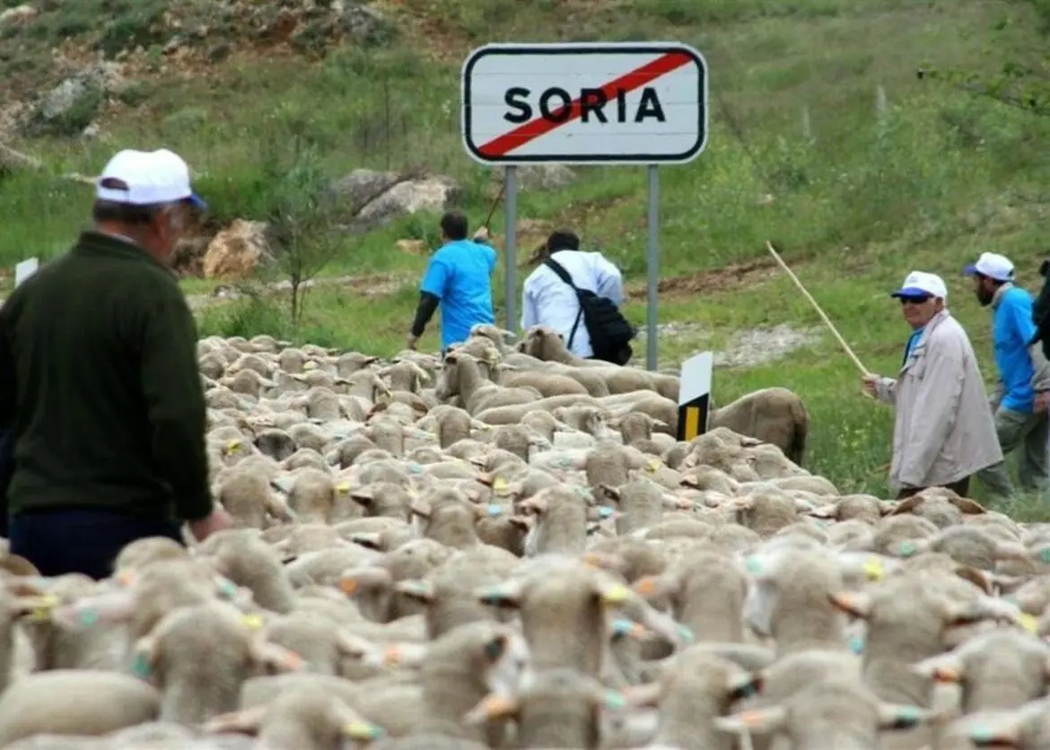 Schapen herders Soria Trashumancia