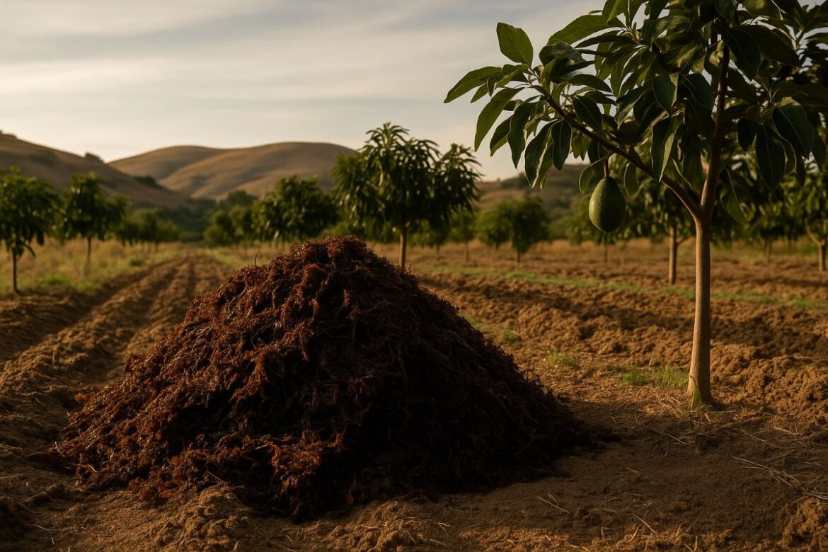 Zeewier als landbouwmest voor kurkeiken en avocado´s in Andalusië