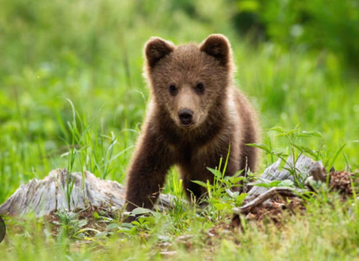 berenjong Berenjong Aragón