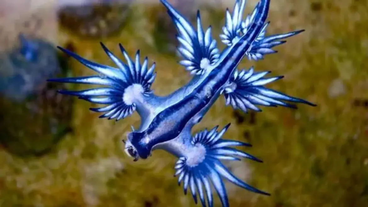 Wat is er aan de hand met blauwe draken op Spaanse stranden