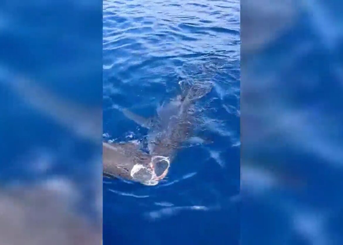 haai valt griend aan op Tenerife, te zien in zeldzame beelden