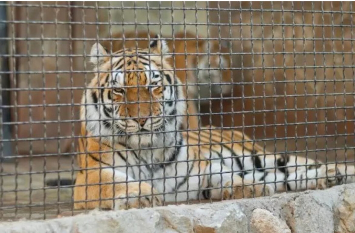 Dierentuin in Málaga, kritiek