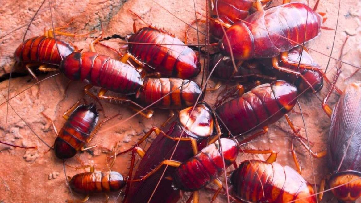 Amerikaanse kakkerlak, super kakkerlak