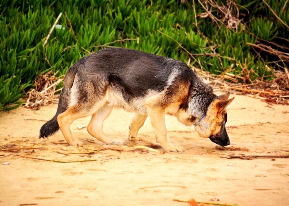 vergiftiging hond stierenfeest