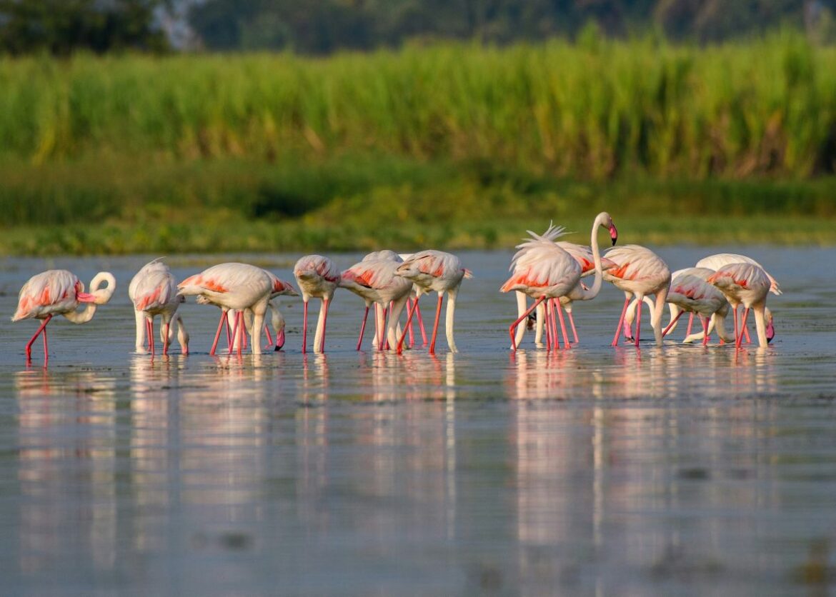 Recordaantal flamingokuikens Fuente de Piedra 2025