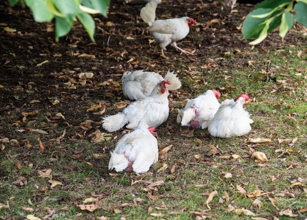 kippenhouders van hobbykippen moeten deze registreren op straffe van hoge boetes