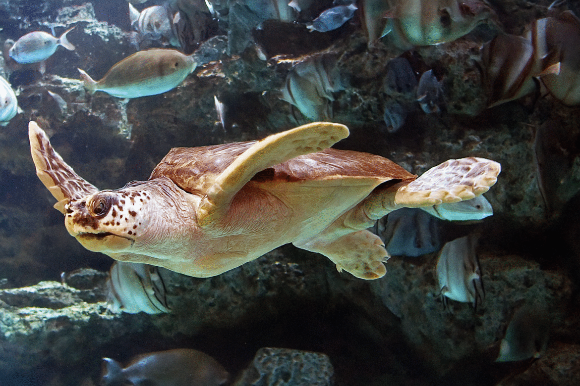 Onechte karetschildpad