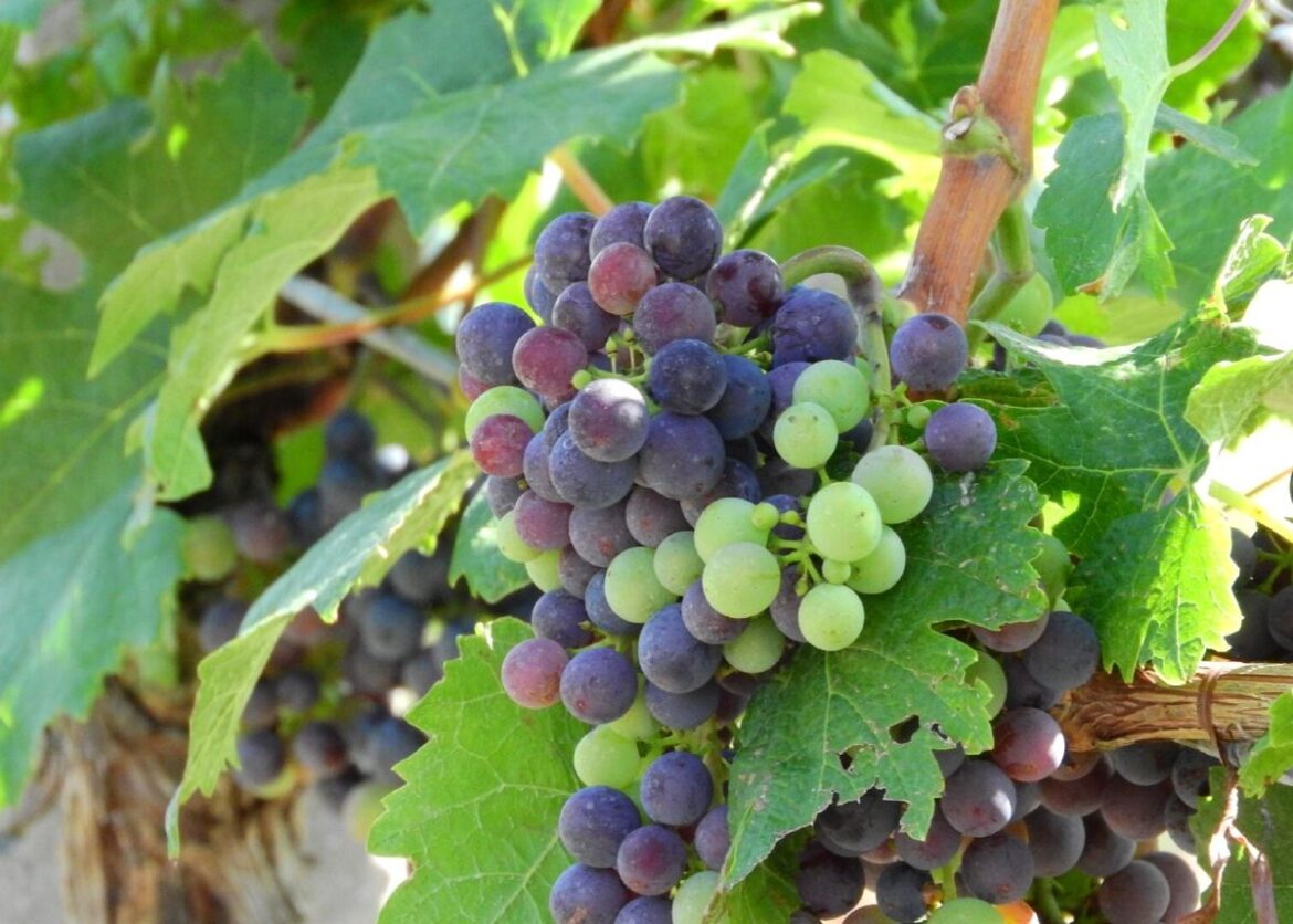 Druivenoogst Spanje 2025