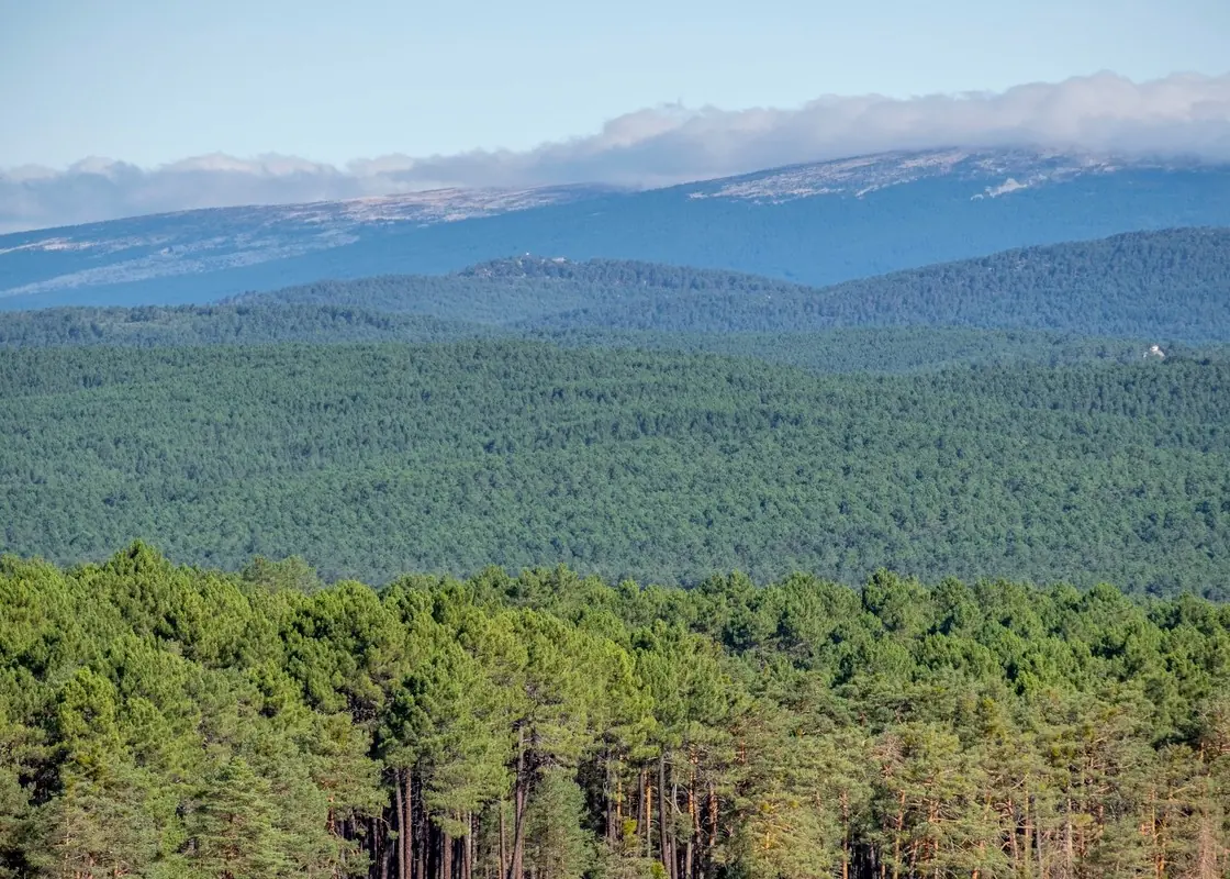 Bossen van Soria branden niet en dit is het geheim