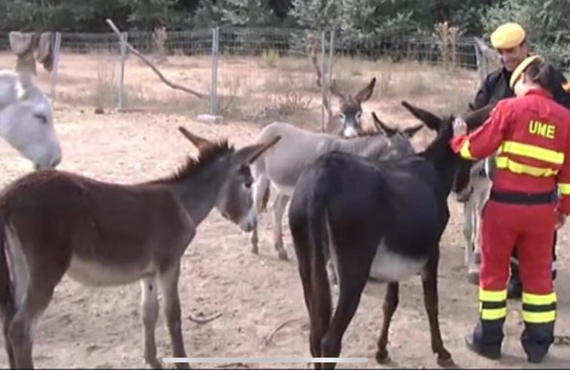 Bramdweer-ezels ingezet in strijd tegen bosbranden
