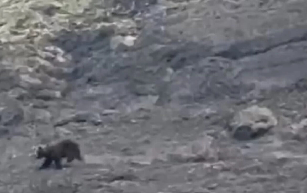 Bruine beer slachtoffer bosbranden