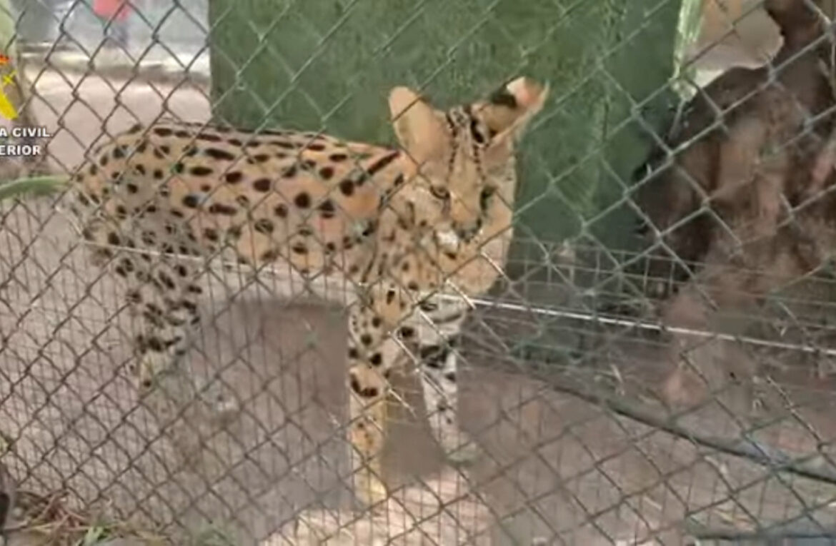 illegale dierentuin, bedreigde diersoorten