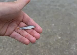 Pseudorasbora parva, invasief visje