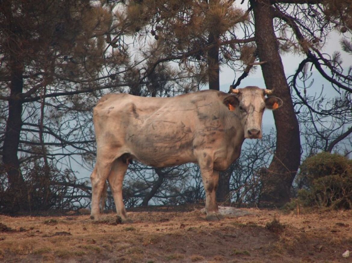 Koe overleeft brand, protocol voor dieren nodig