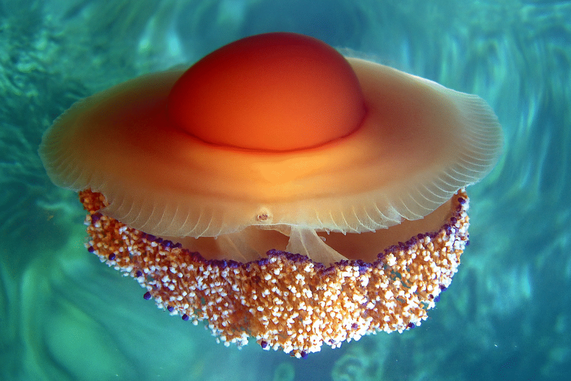 Opgelet: kwallenplaag deze zomer in Spanje