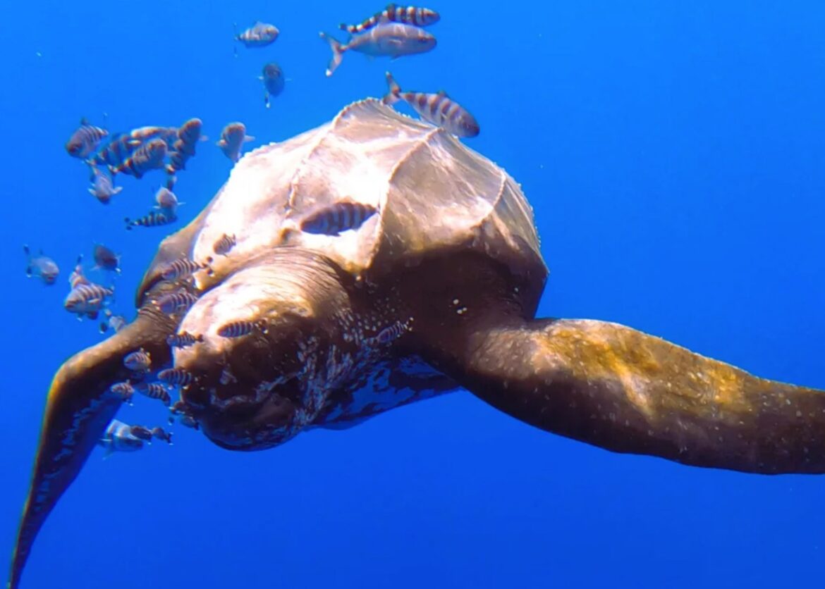 Gigantische lederschildpad bij Tenerife - 500 kilo