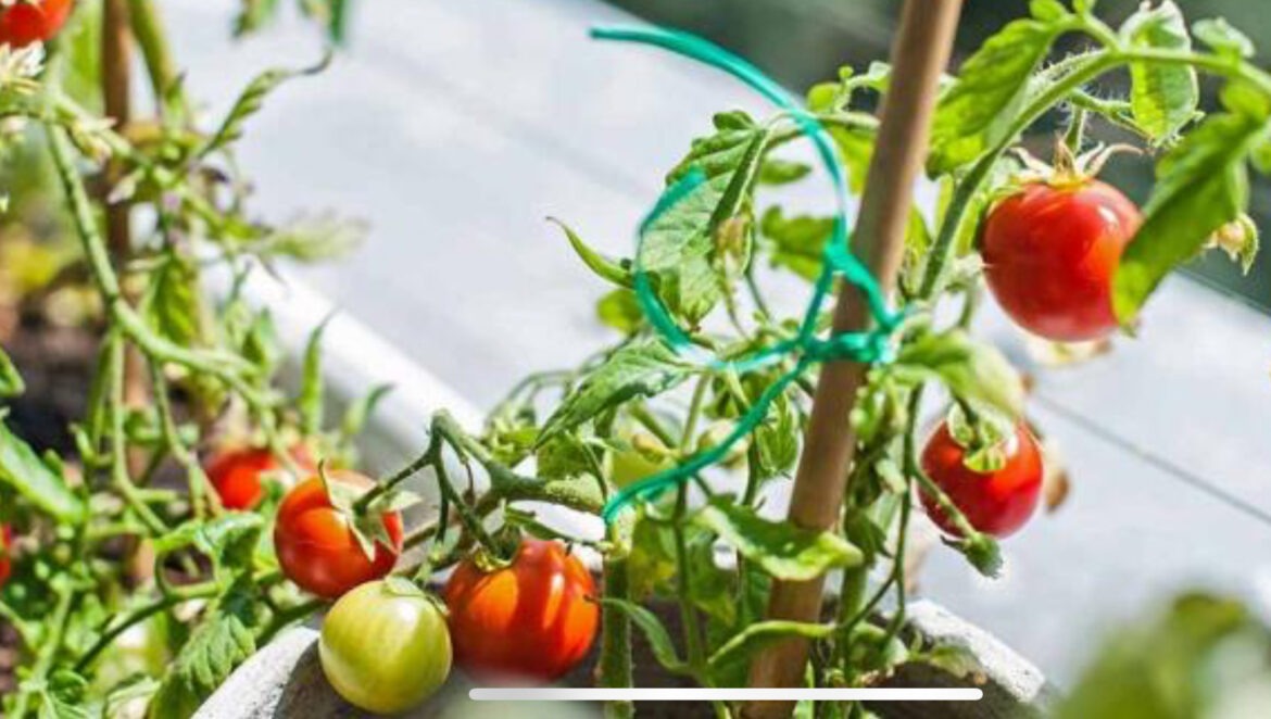 Moestuin in Spaanse steden steeds populairder