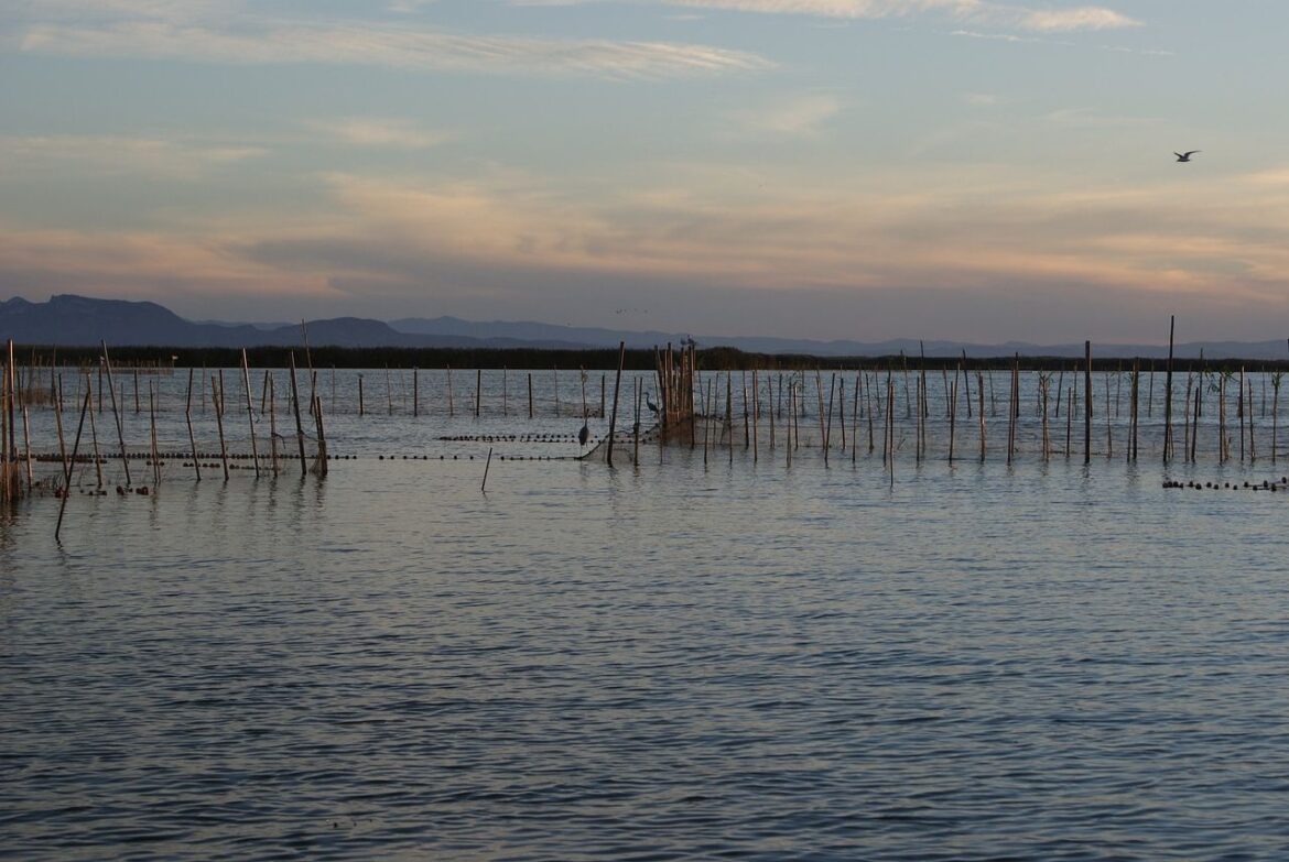 Wetlands Albufera vervuiling