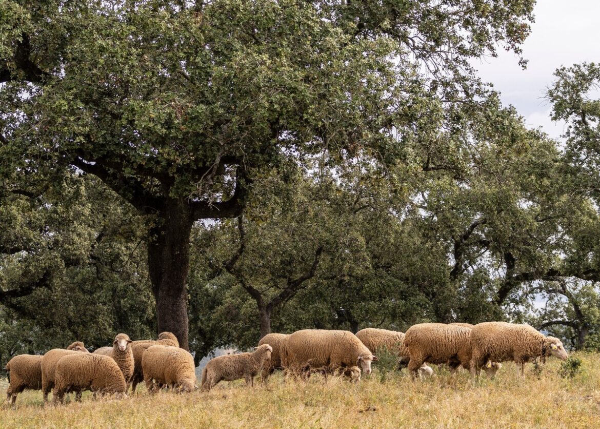 de beperkingen van begrazing als bosbrandpreventie